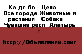 Ка де бо › Цена ­ 25 - Все города Животные и растения » Собаки   . Чувашия респ.,Алатырь г.